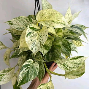 Pothos Snow Queen