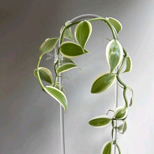 variegated Vanilla Orchid 4"