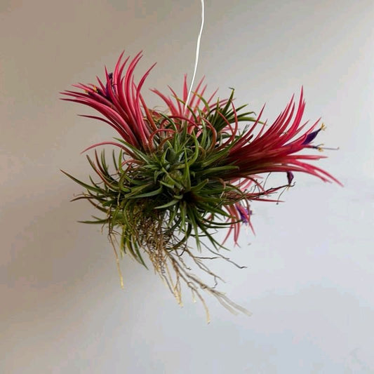 Fuego Ball Tillandsia Ionantha Air Plants Small 1"-2"