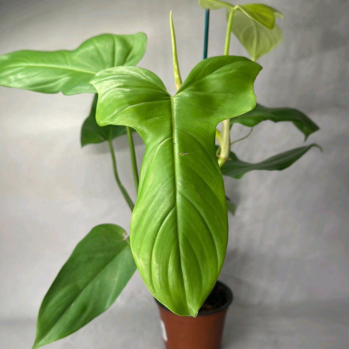 Philodendron bipennifolium aurea 6"