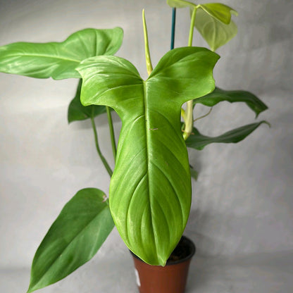 Philodendron bipennifolium aurea 6"