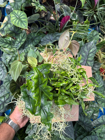 Spooky Plant Bundle Mystery Box - Three spooky Plants in 4-Inch Pots