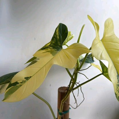 Rare variegated Philodendron bipennifolium