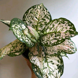 Aglaonema ‘Dazzling Pink Gem’