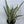 Sansevieria 'Bantel's Sensation'