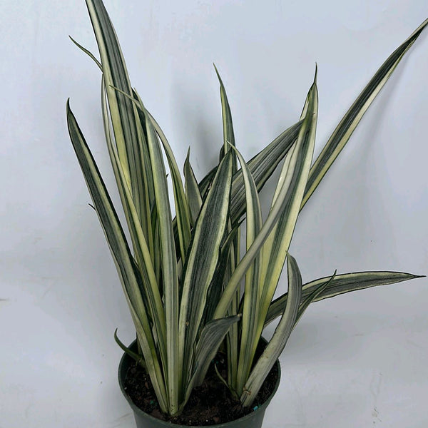 Sansevieria 'Bantel's Sensation'
