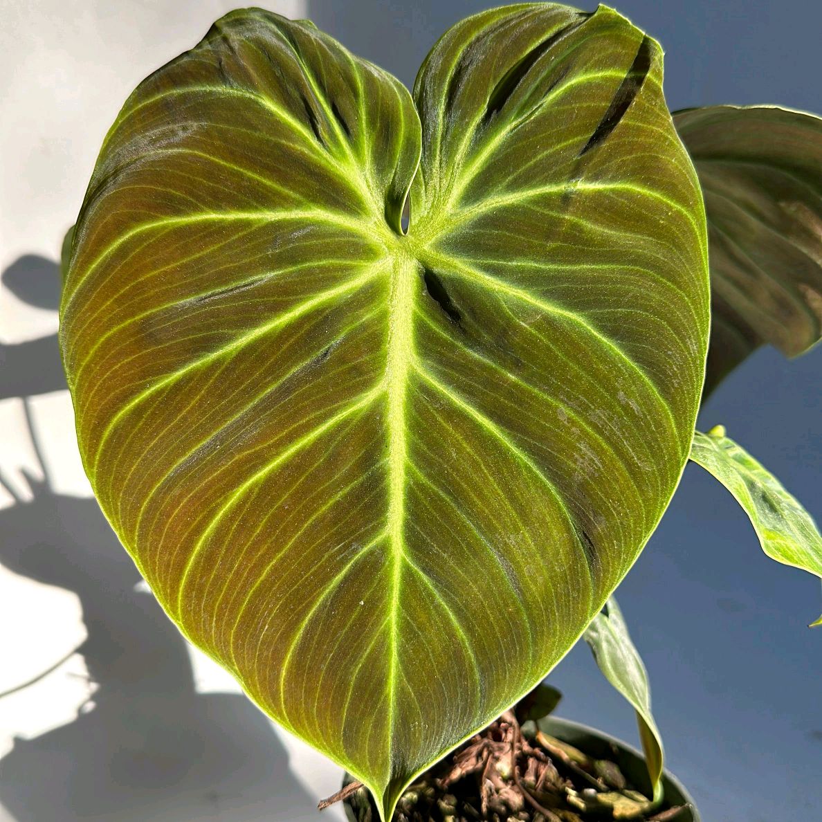 Philodendron El Choco Red 4"