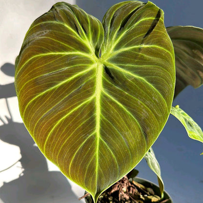 Philodendron El Choco Red 4"