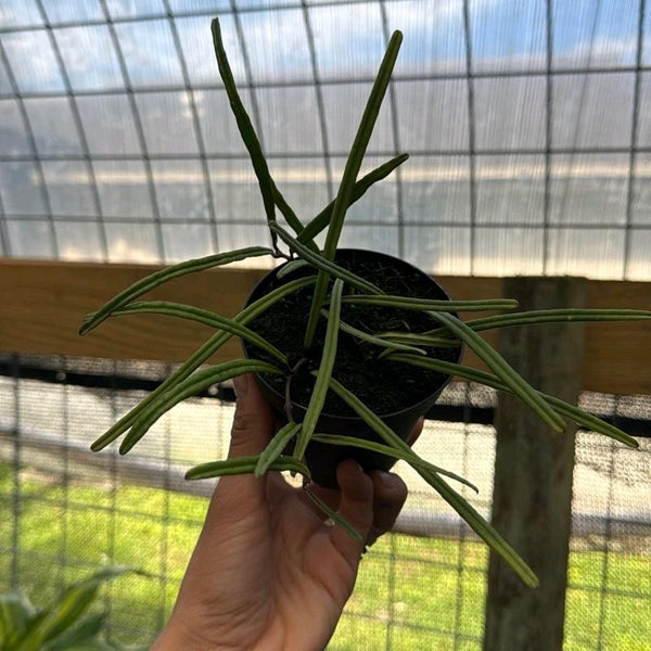 Hoya Insularis