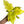 Philodendron Warscewiczii Aurea