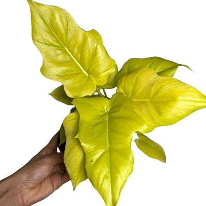 Philodendron Warscewiczii Aurea 6"