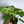 Philodendron Mottled Dragon