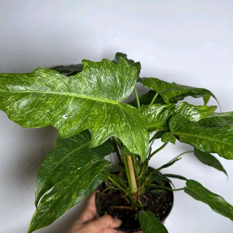 mottled philodendron Runo Plants | Indoor Plants