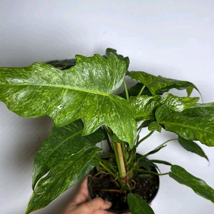 Philodendron Mottled Dragon Pot