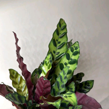 Calathea Lancifolia 6" pot Pet-Friendly
