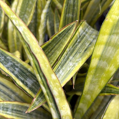 Sansevieria Lauren Golden 6"