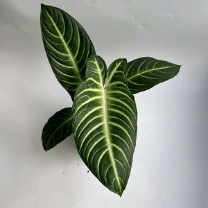 Xanthosoma Lindenii Magnificum