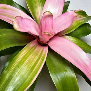 Neoregelia 'Cotton Candy'