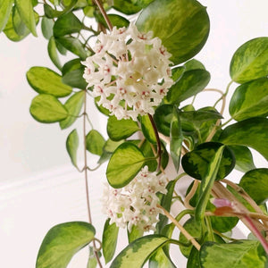 Hoya Australis Green