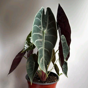 Alocasia Sedenii Hybrid