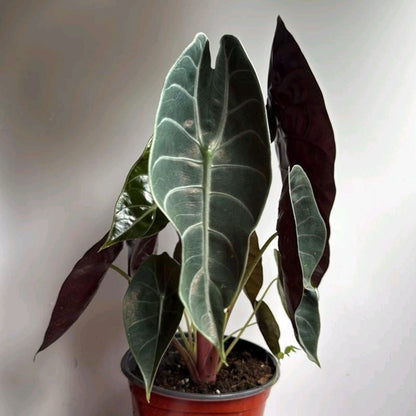 Alocasia Sedenii Hybrid Pink Stems Cuprea x Lowii 6"