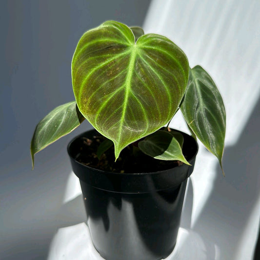 Philodendron El Choco Red 4"