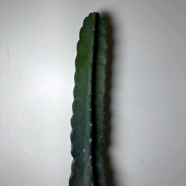 Cuddly Cactus