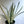 Sansevieria 'Bantel's Sensation'