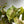 Syngonium Podophyllum 'Maria Allusion'