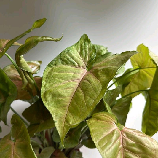 Syngonium Podophyllum 'Maria' Allusion 4"