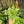 Braided Money Tree