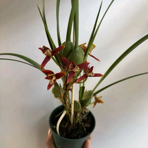 Coconut Orchid Maxillaria