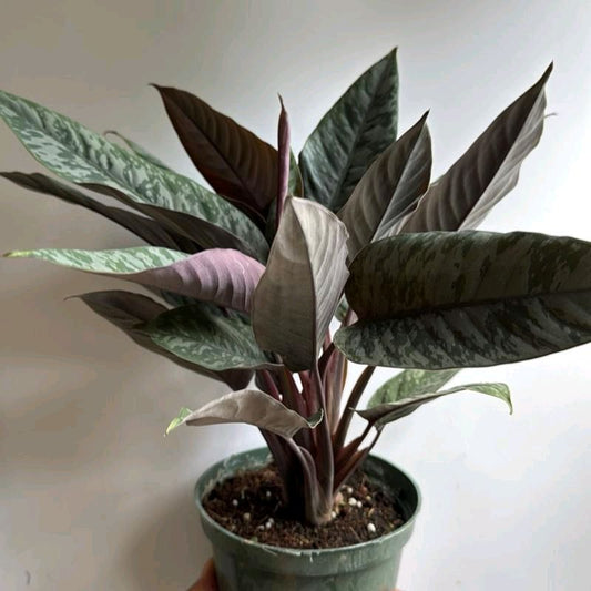 Homalomena Purple Sword 6"