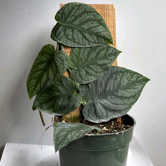 Monstera Dubia pole 4"
