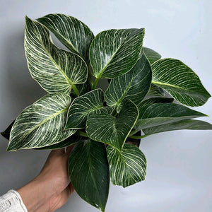 Philodendron Birkin