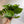 Pothos Global Green