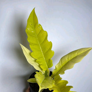 Philodendron Golden Cocodrile