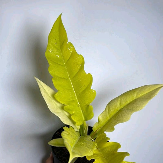 Philodendron Golden Cocodrile 6"