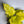 Philodendron Warscewiczii Aurea