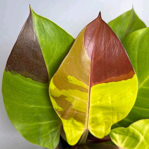 Variegated Philodendron Red Moon