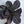 Calathea Dottie