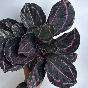 Calathea Dottie