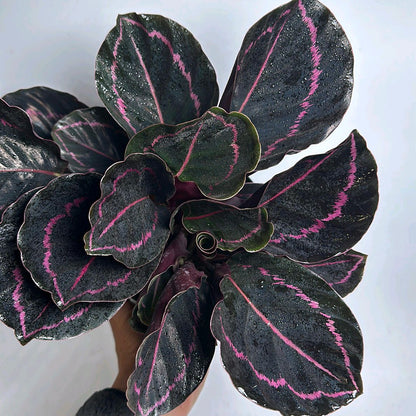 Calathea Dottie 6”