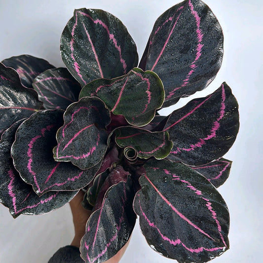Calathea Dottie 6”