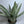 Sansevieria Sayuri