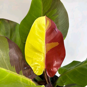 Variegated Philodendron Red Moon