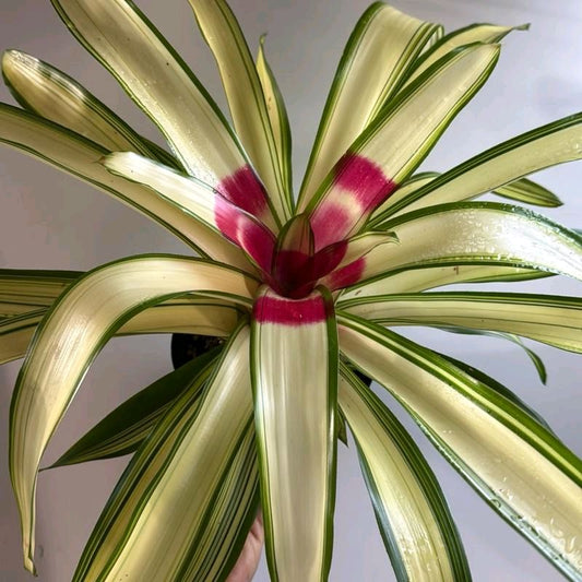 Neoregelia Ardie variegated albo 5"