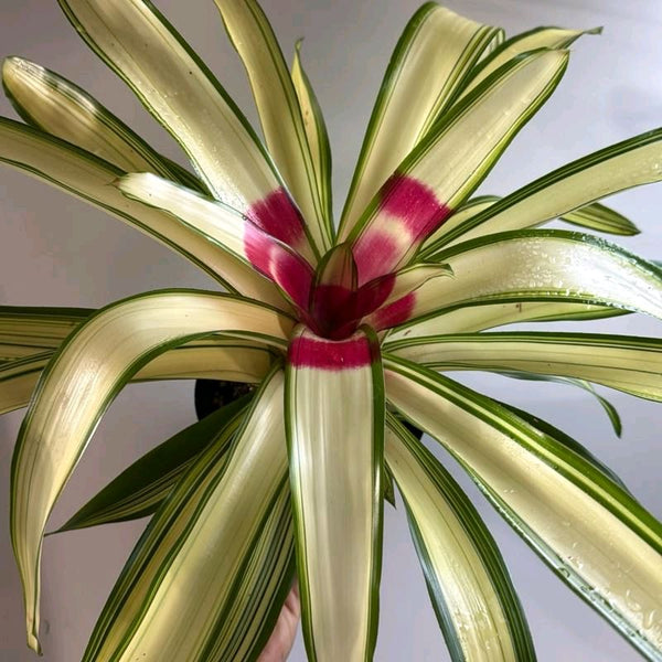 Variegated Neoregelia 'Ardie'