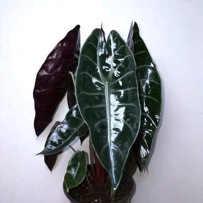 Alocasia Sedenii Hybrid Pink Stems Cuprea x Lowii 6"