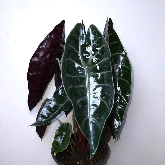 Alocasia Sedenii Hybrid Pink Stems Cuprea x Lowii 6"